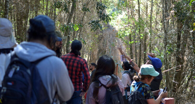 Sendero del Queule: El indestructible lazo con los bosques nativos que busca traspasar generaciones