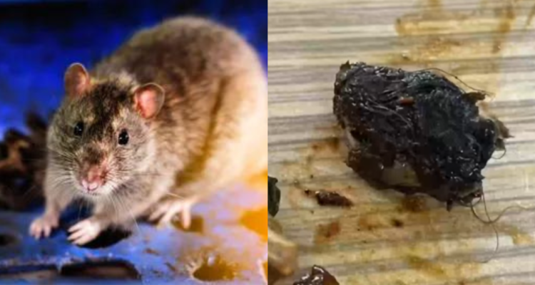 Cabeza de rata en sopa