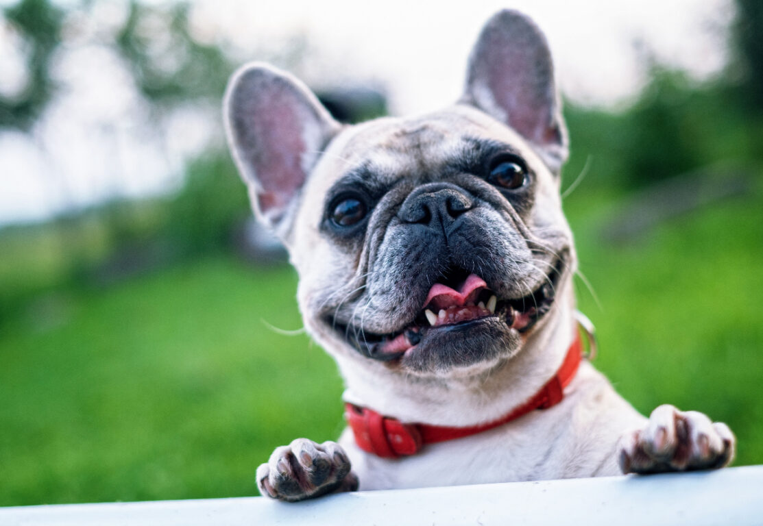 Bulldog Francés, perros perfectos para Instagram