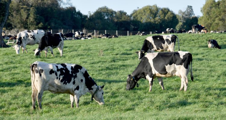 recuperan ocho vacas en Osorno