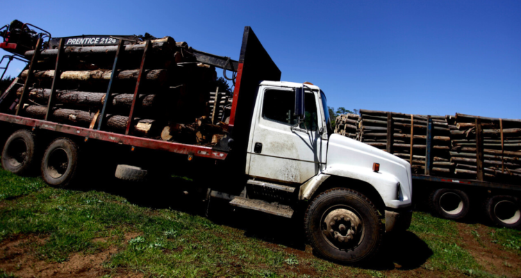 Alcaldes de La Araucanía piden Royalty Forestal para Macrozona Sur: “Es momento de hacer justicia”