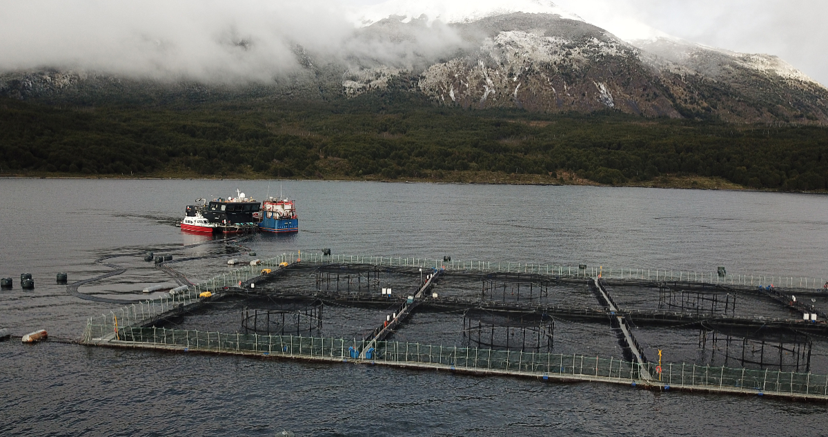 Salmonera Nova Austral pide su reorganización: deudas llegan a los US$599 millones