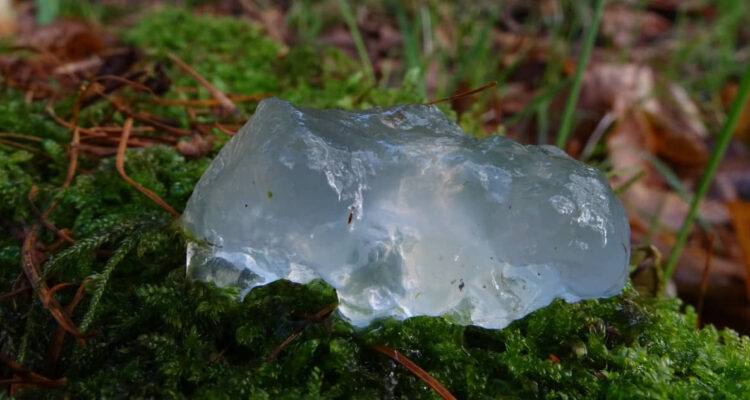 Una muestra de la Star Jelly.