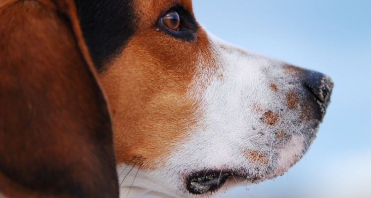 sujeto mató a perro