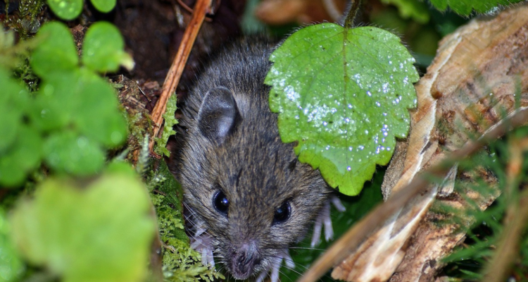 sumario Municipalidad de Lota