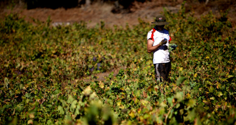 Gobierno hará campaña para posicionar a Visa Mercosur y regular a migrantes que trabajen de temporeros