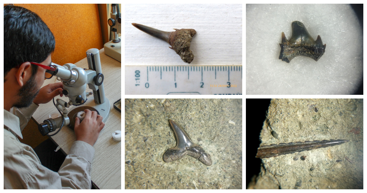Un geólogo de la Universidad de Concepción descubrió nuevos fósiles de especies de tiburón prehistórico en cerros de Talcahuano.