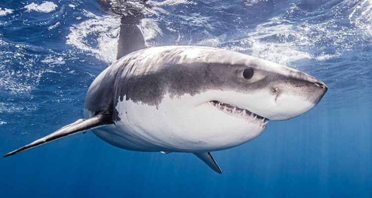 Tiburón mata a ruso en Egipto