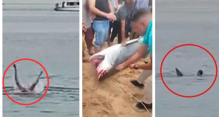 Un video captó el momento exacto en que un tiburón devoró y mató a un turista ruso en Egipto