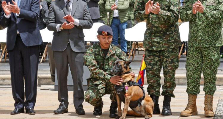 Wilson, el perrito que ayudó en el rescate de niños perdidos en Colombia