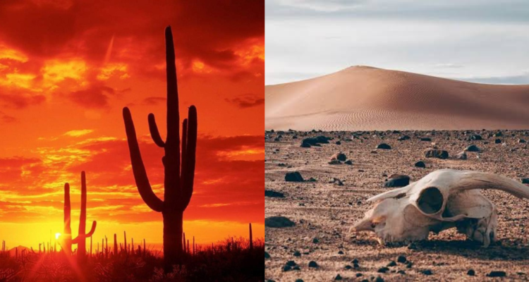 Desierto de Sonora con 80 grados