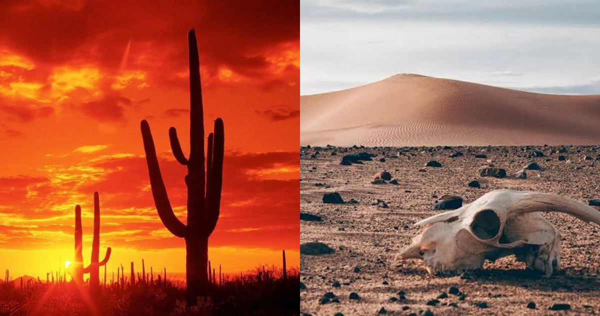 Desierto de Sonora con 80 grados