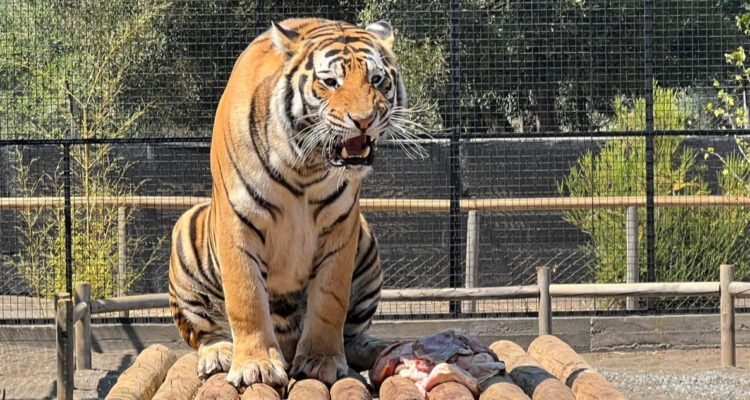 adulto-mayor-grave-ataque-de-tigre-zoologico-los-angeles
