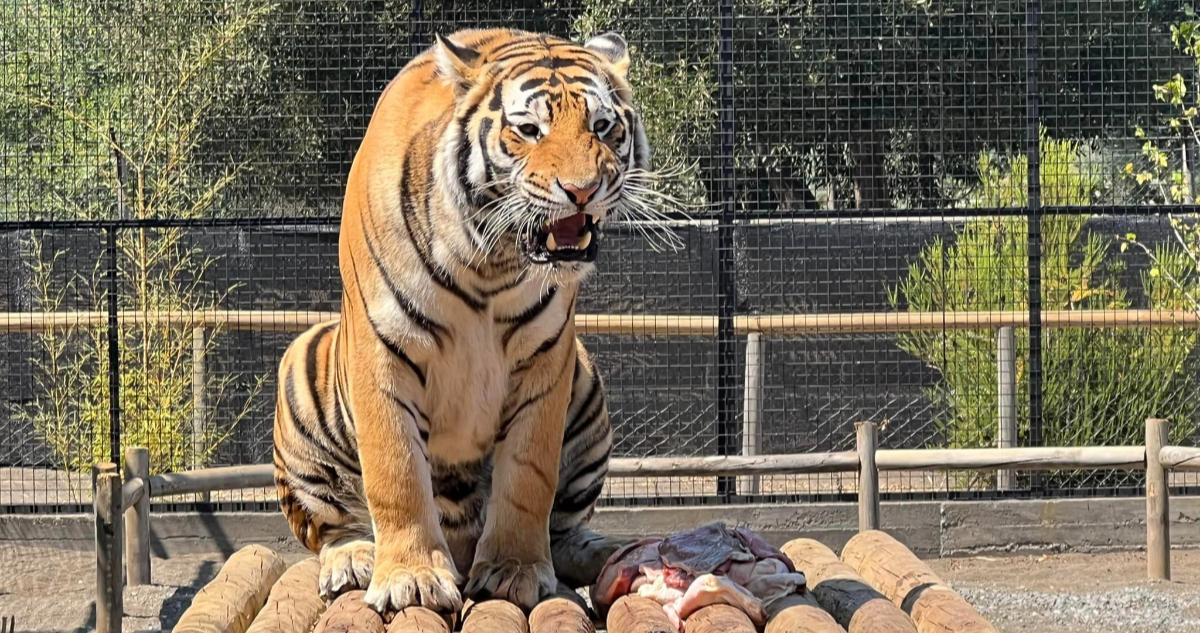 adulto-mayor-grave-ataque-de-tigre-zoologico-los-angeles