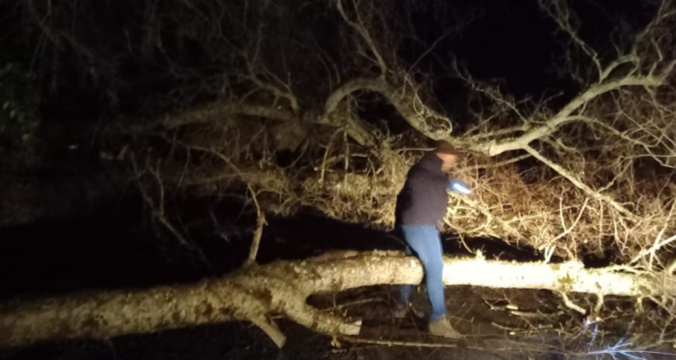Bloquean con árbol ruta al sector donde estará este jueves el Presidente Boric en Alto Bío Bío