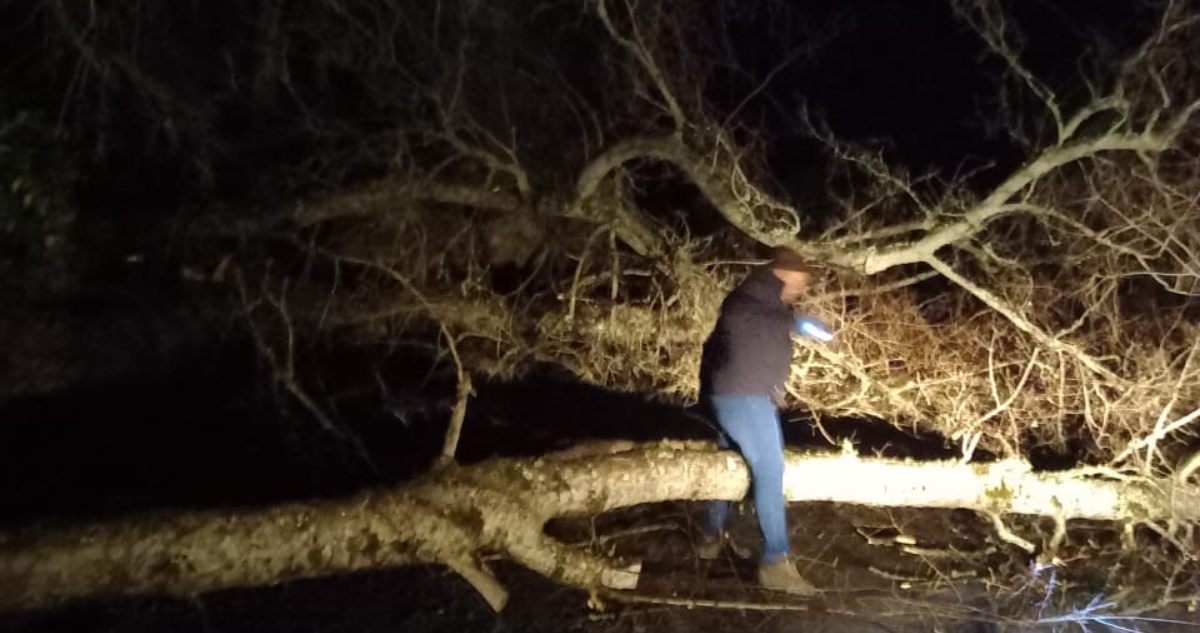 Bloquean con árbol ruta al sector donde estará este jueves el Presidente Boric en Alto Bío Bío