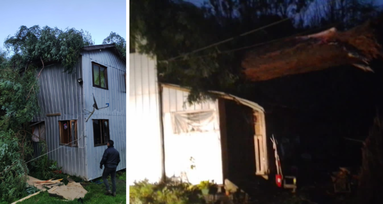 Enorme árbol cae sobre casa en Puerto Montt por el fuerte viento: hay una adulta y una niña heridas