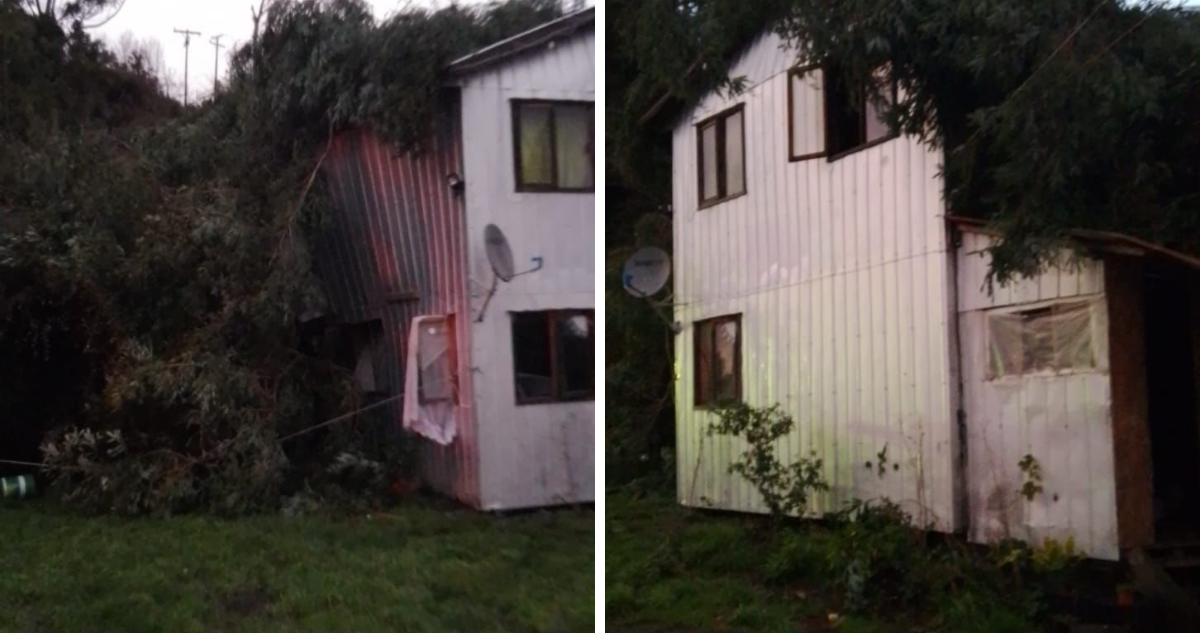 Enorme árbol cae sobre casa en Puerto Montt por el fuerte viento: hay una adulta y una niña heridas