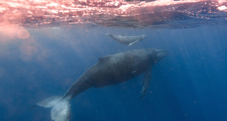 “La conexión más estrecha”: Captan en video a una ballena jorobada amamantando a su cría