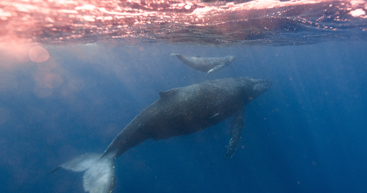 “La conexión más estrecha”: Captan en video a una ballena jorobada amamantando a su cría