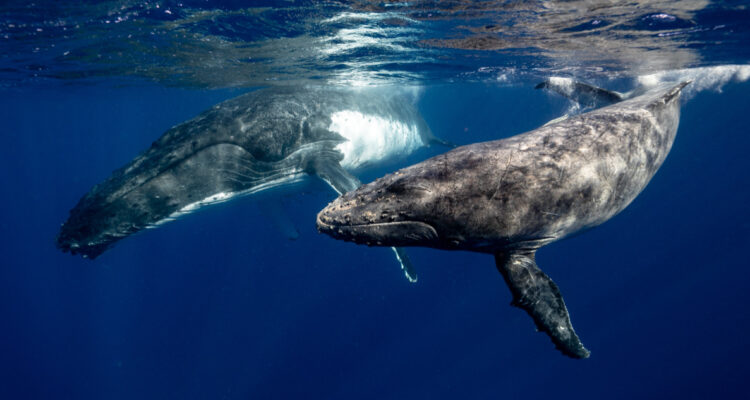 Descifran el canto de las ballenas jorobadas del Océano Pacífico en Colombia: “Aprenden unas de otras”