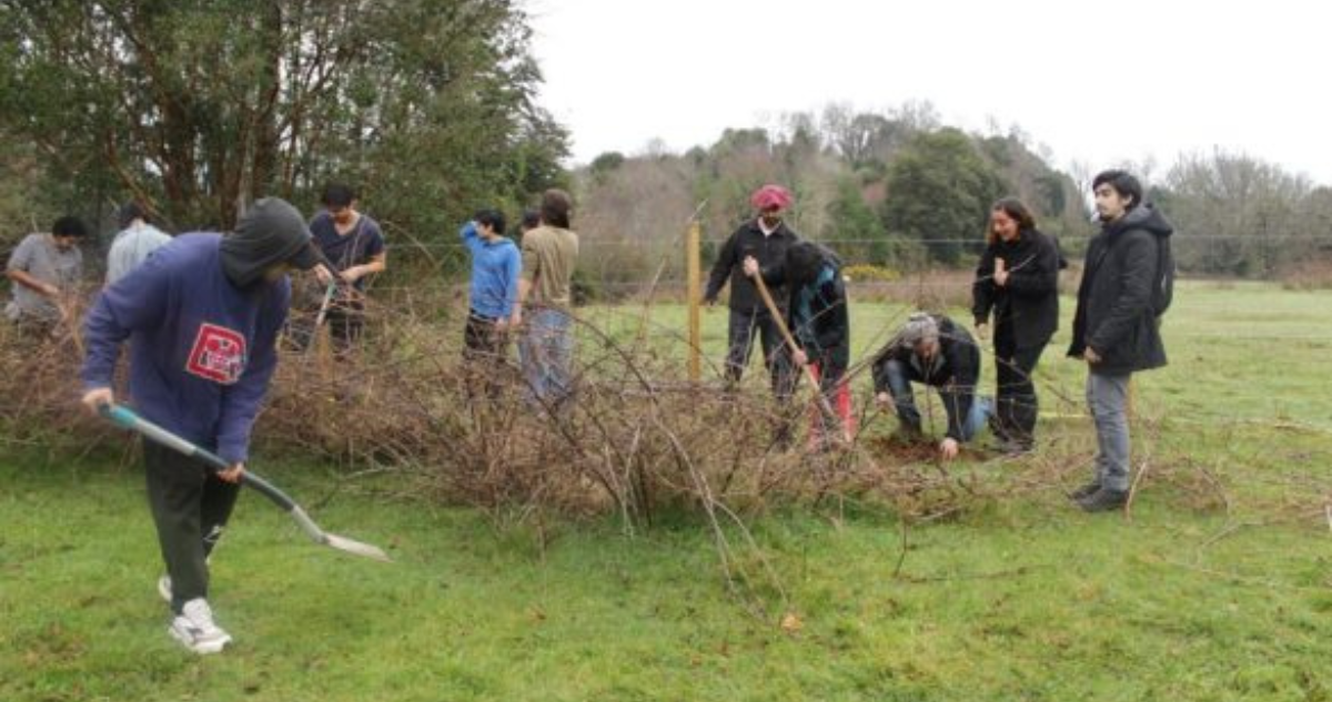 “Bosque comestible”: la iniciatiba que implementa la UACh en fundo Teja Norte de Valdivia
