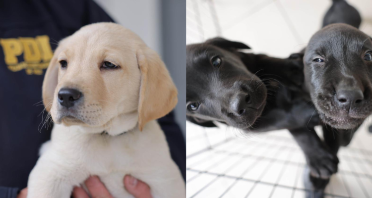 Nuevos cachorros de la PDI