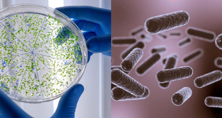 Científico analizando capsula con cultivo de hongo (izquierda) e ilustración de hongos (derecha) en referencia a candida auris