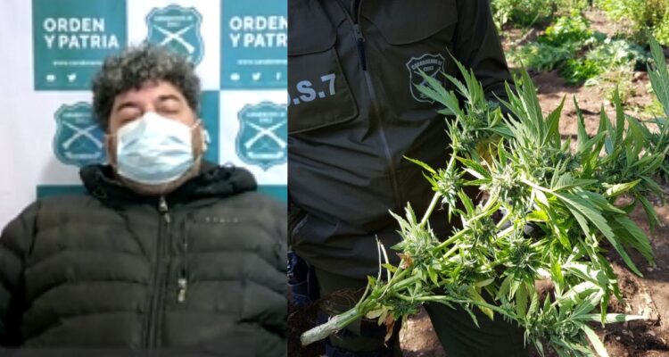 Exseremi en gobierno de Bachalet acusado de tráfico de cannabis se defiende: “Pretendía hacer aceite”