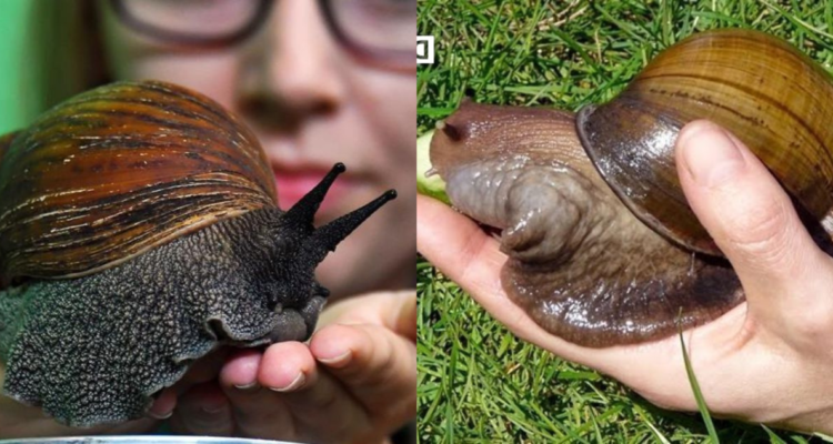 Caracol Africano Gigante en Chile