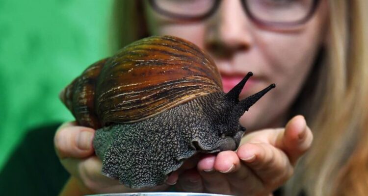 SAG emite alerta tras detectar ejemplares de peligroso caracol gigante africano en zona norte de Chile