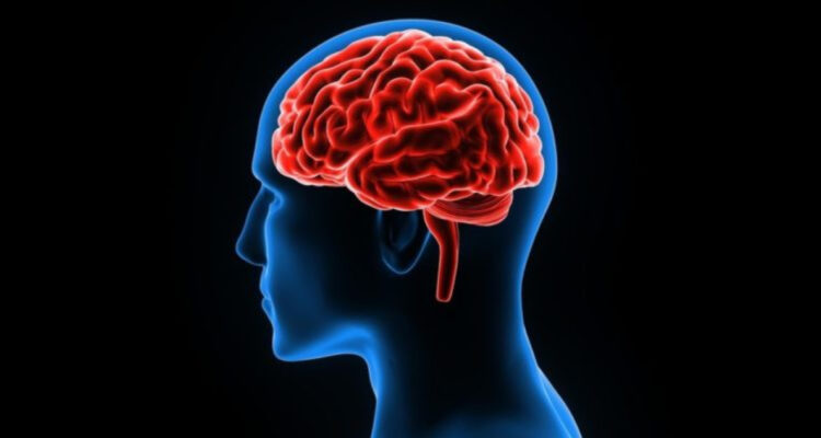 “Una respuesta adaptativa”: Estudio dice que el cambio climático redujo el tamaño del cerebro humano