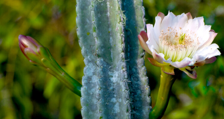 CMPC lanza estrategia para proteger naturaleza y biodiversidad