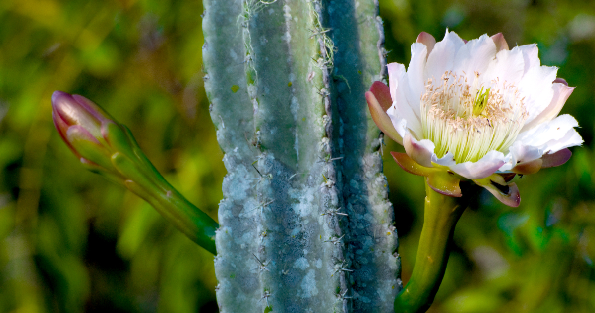 CMPC lanza estrategia para proteger naturaleza y biodiversidad