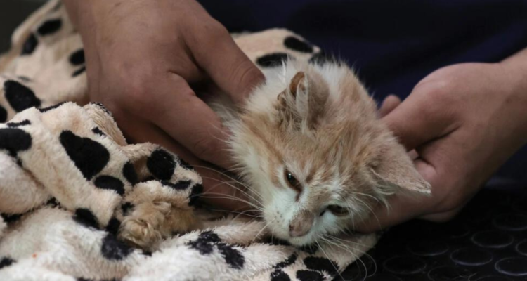 COVID ha matado 300.000 gatos en Chipre