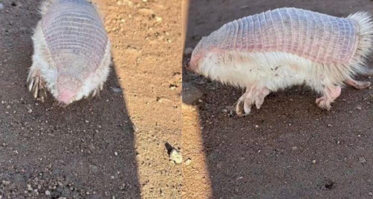 Criatura en Argentina