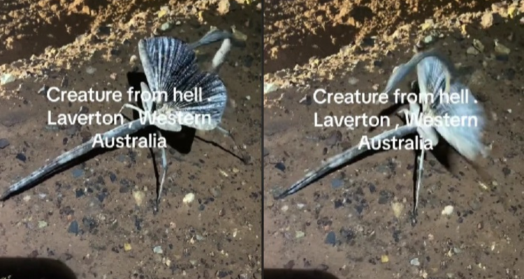 Graban a Criatura del Infierno en Australia