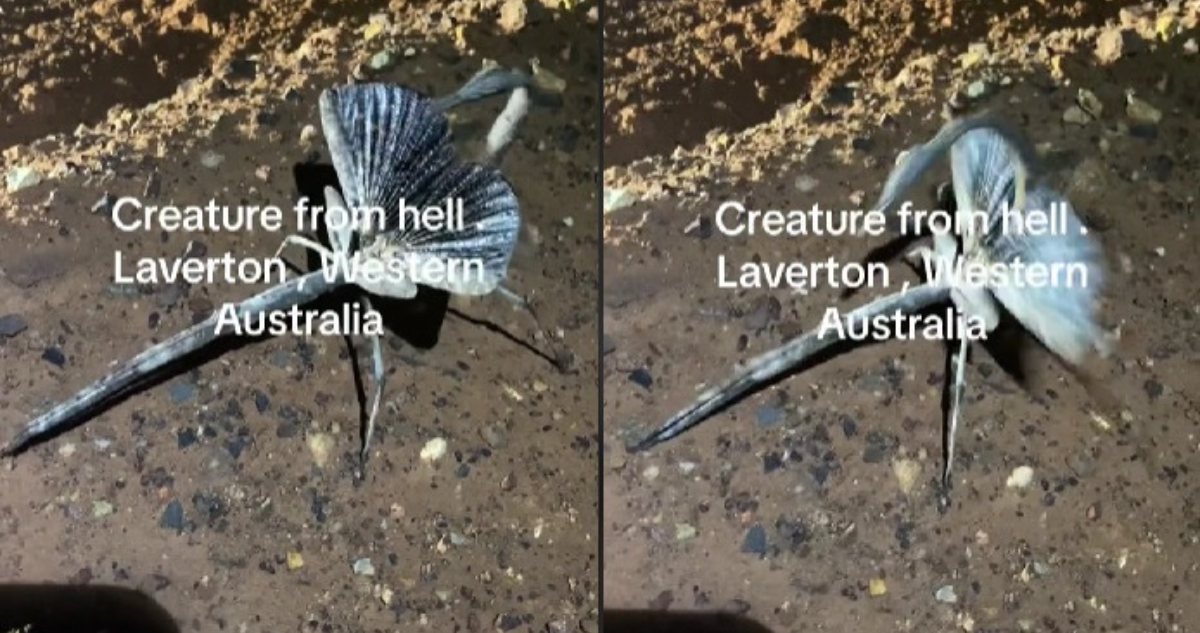 Graban a Criatura del Infierno en Australia