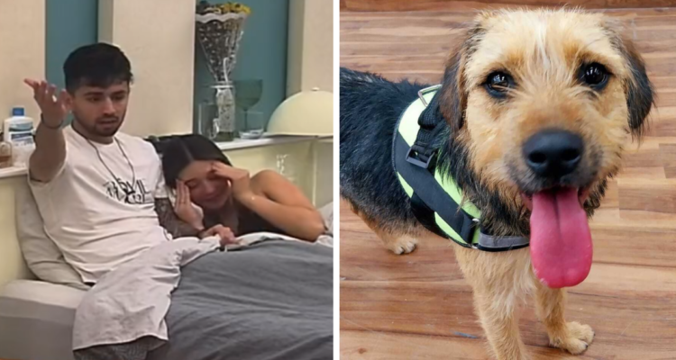 Cruel broma de Bambino sobre Bigote