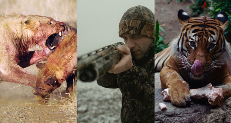 Revelan cuál es el depredador más “extraordinario” de la Tierra: amenaza a más de 5.000 especies