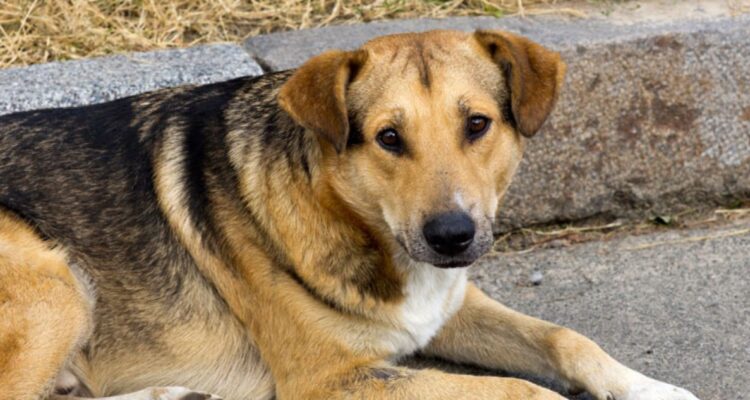 Este viernes es el día del perro