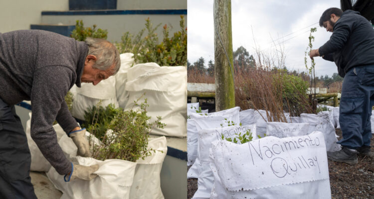 Donan árboles nativos a agricultores