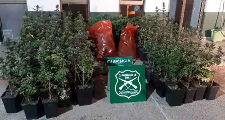 Acusado por violencia intrafamiliar es sorprendido con droga y laboratorio indoor en Pirque