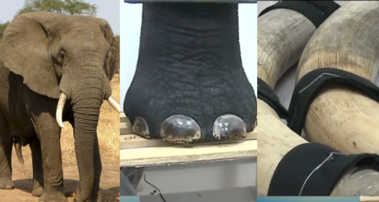 Empresario chilenos habría matado a elefante