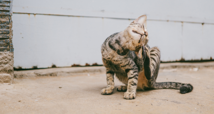 Los tipos de dermatitis que pueden afectar a tu gato