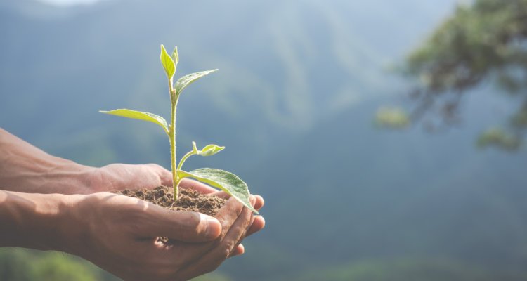 Transición ecológica