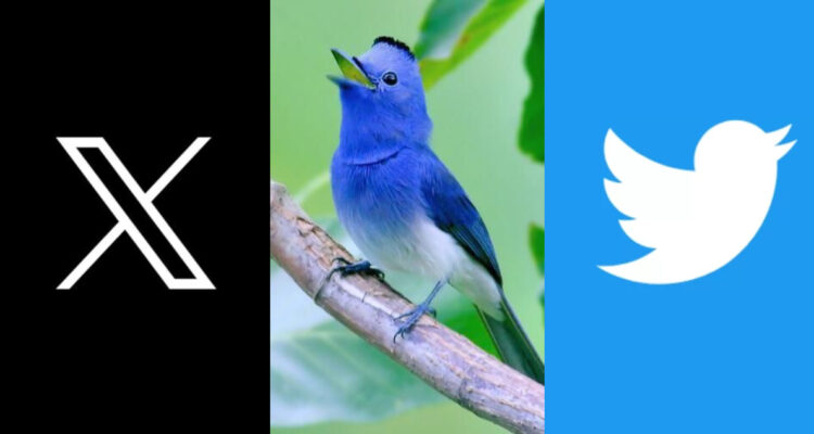 Twitter despidió para siempre al pájaro azul de su logo: ¿Qué significa la “X” que lo reemplazó?