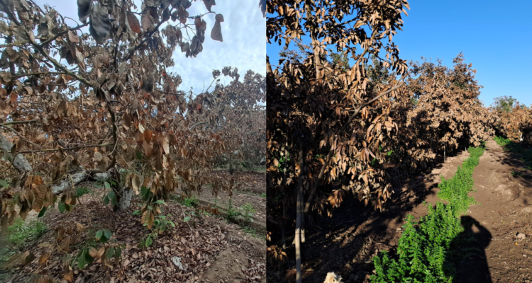 Más de 90 agricultores afectados por bajas temperaturas en Valparaíso