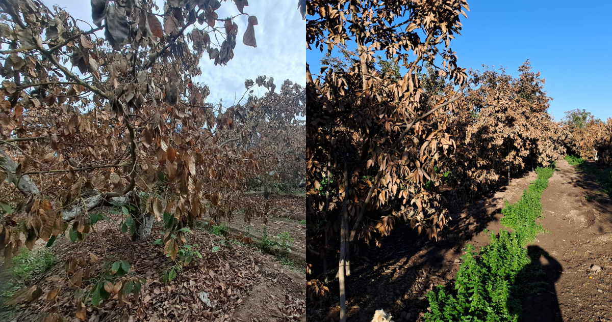Más de 90 agricultores afectados por bajas temperaturas en Valparaíso