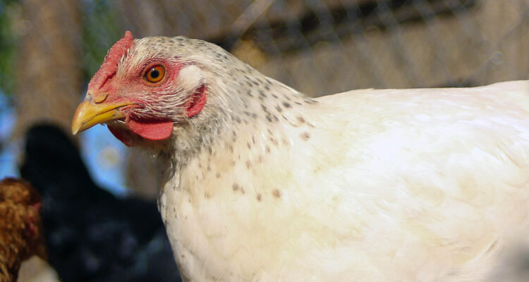 Avícola despide a casi todos sus trabajadores ante crisis generada por la gripe aviar